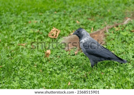 Portrait of the gray and black  crow. Bird in the park. Grass surface. Beak. Corvidae. Eurasian Jackdaw. Corvus monedula.