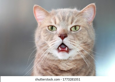 Portrait of a gray cat called Briton with open mouth.