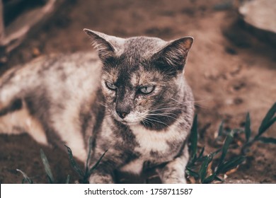 The portrait of gray cat with green eyes in autumn park.