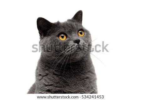 Portrait of a gray cat on a white background. horizontal photo.