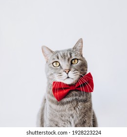 Portrait Of A Gray Cat With A Red Butterfly On Its Neck On A Light Background.looking At Camera.animal Background.World Pet Day.Minimal, Stylish, Trendy Holiday Concept.Pet Store Poster Design