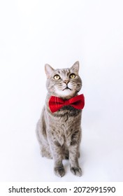 Portrait Of A Gray Cat With A Red Butterfly On Its Neck On A Light Background.full Length.Looking Up. Animal Background.World Pet Day.The Concept Of Holidays.copy Space.Pet Store Poster Design