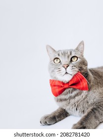 Portrait Of A Gray Cat With A Red Butterfly On Its Neck On A Light Background.looking Up.animal Background.World Pet Day.Minimal, Stylish, Trendy Holiday Concept.Pet Store Poster Design