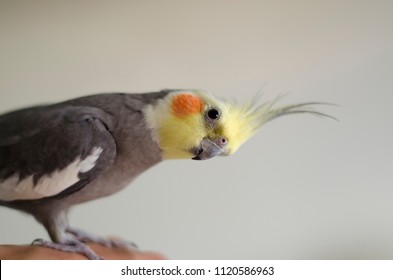 Portrait of gray cockatiel.
