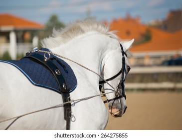 A Portrait Of Gray Dressage Horse Training