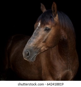 A portrait of a gray horse on black background.