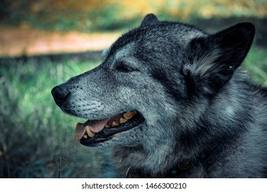 Portrait of gray husky in profile, the dog's eyes are closed and his mouth is ajar