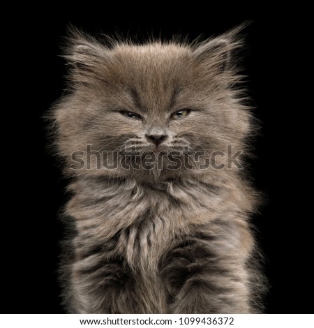 Portrait of Gray Kitten, with enjoyment face on Isolated Black Background