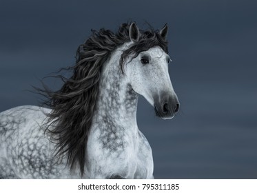  Portrait of gray long-maned Andalusian Horse in motion on dark cloud sky.