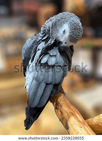 Portrait of gray red-tailed parrot cleaning feathers on blurred background