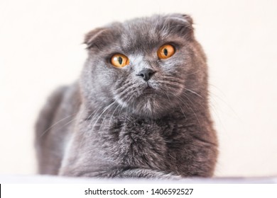 portrait of a gray scottish fold cat, close-up. Copy space 
