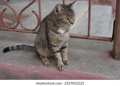 portrait of a gray striped cat sitting on the concrete steps of a house in summer. The concept of keeping pets - Powered by Shutterstock