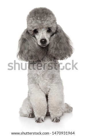 Portrait of Gray Toy Poodle on white background
