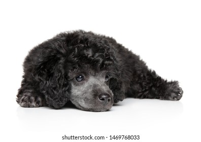 gray teacup poodle