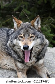 Portrait Of Gray Wolf (Canis Lupus) With Open Mouth