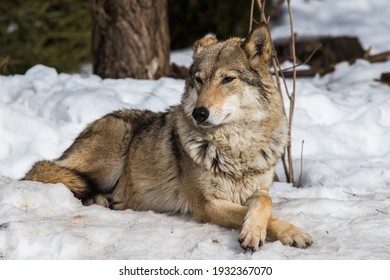 Portrait Of A Gray Wolf. Externally, The Gray Wolf Is Very Similar To An Ordinary Dog, That Is Not Surprising Because These Animals Have A Common Ancestor. However, The Wolf Looks Much Bigger.