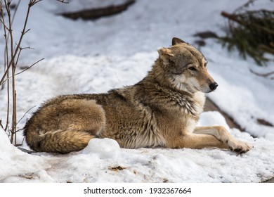 Portrait Of A Gray Wolf. Externally, The Gray Wolf Is Very Similar To An Ordinary Dog, That Is Not Surprising Because These Animals Have A Common Ancestor. However, The Wolf Looks Much Bigger.