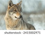 portrait of a Gray wolf on a blurred background