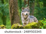 Portrait of a gray wolf photographed in the forest