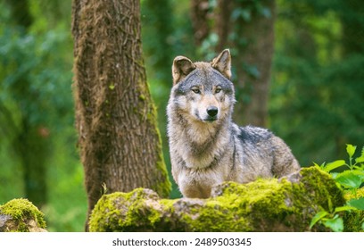 Portrait of a gray wolf photographed in the forest - Powered by Shutterstock