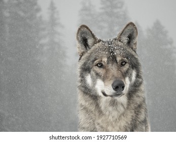 Portrait Of A Gray Wolf With Snowflakes On The Face Against The Background Of A Forest In Winter