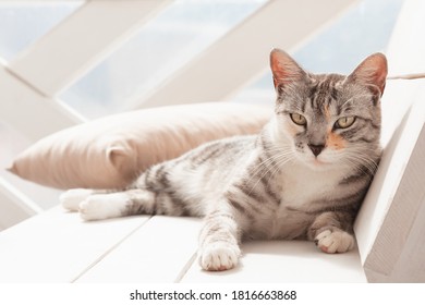 Portrait of a gray-black cat lying on a white bench. - Shutterstock ID 1816663868