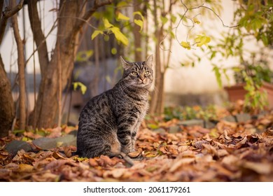 Portrait Of A Gray-brown European Shorthair Cat Sitting On Brown And Variegated Leaves In The Garden With An Attentive And Curious Expression. Outside In Nature. Autumn Mood. 