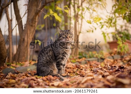 Portrait of a gray-brown European Shorthair cat sitting on brown and variegated leaves in the garden with an attentive and curious expression. Outside in nature. Autumn mood. 