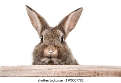 Portrait of a gray,small,baby rabbit looking with big eyes over a fence.