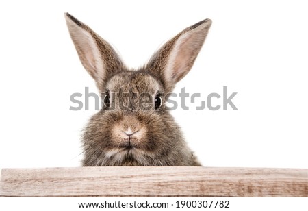 Portrait of a gray,small,baby rabbit looking with big eyes over a fence.