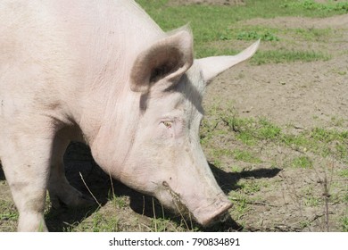 Portrait Of Grazing Pig - Marl, Germany