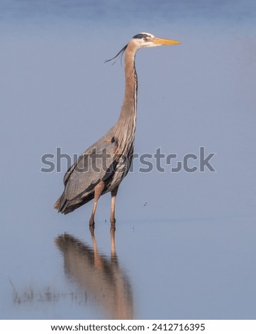 Portrait of Great Blue Heron standing in calm water with its reflection