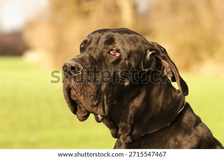 Portrait of a great dane