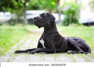 5,144 Black great dane Images, Stock Photos & Vectors | Shutterstock