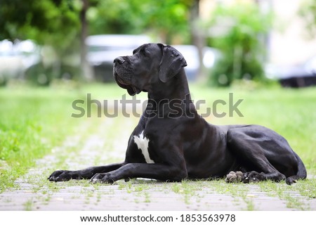 Portrait of a Great Great Dane of black color against a background of greenery. A beautiful Great Dane lies on the path and looks into the distance