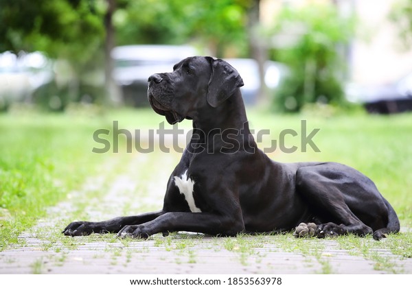 Portrait of a Great Great Dane of black\
color against a background of greenery. A beautiful Great Dane lies\
on the path and looks into the\
distance