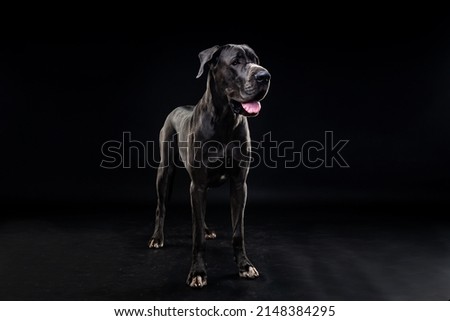 Portrait of a Great Dane dog, on an isolated black background. Shot in the studio, in a dark key.