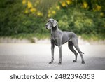 portrait of a Great Dane standing in nature