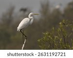 Portrait of a Great egret at Sundarban tiger reserve, India