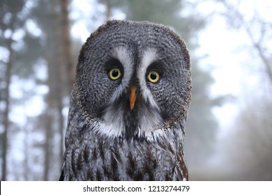 portrait great gey owl looking direct into the camera with wide angel and a misty forest in background