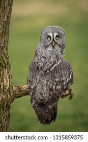 A portrait of a great gray grey owl perched on a branch. It is taken from behind and its head is turned facing backwards looking at the camera
