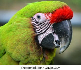 Portrait Of A Great Green Macaw