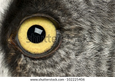 Portrait of Great Grey Owl or Lapland Owl, Strix nebulosa, a very large owl, eye