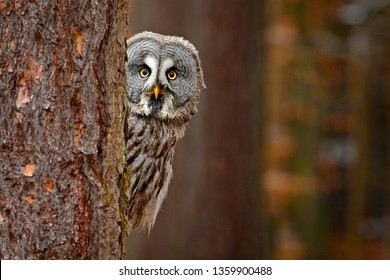Portrait of Great grey owl, Strix nebulosa, hidden behind tree trunk in the winter forest, with yellow eyes. Wildlife scene from wild nature. Funny image with owl. Wildlife in Finaland.