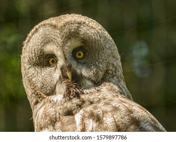 portrait of an great grey owl (strix) looking concentrated