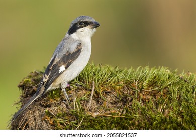 Portrait Of A Great Grey Shrike