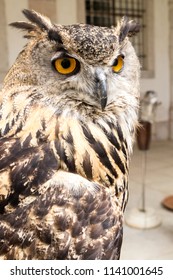 The Portrait Of The Great Horned Owl Found In The USA, From Minnesota East To Nova Scotia And Prince Edward Island In Canada, South Through Eastern Parts Of Kansas And Texas To Florida.