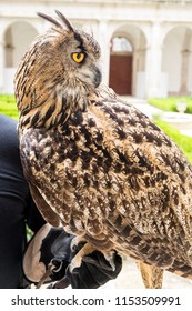 The Portrait Of The Great Horned Owl Found In The USA, From Minnesota East To Nova Scotia And Prince Edward Island In Canada, South Through Eastern Parts Of Kansas And Texas To Florida.