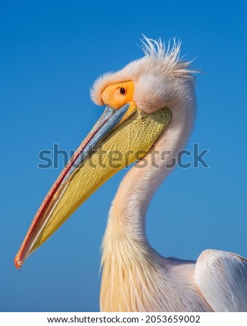 Portrait of Great White Pelican, isolated on blue sky background. Head of Pelican close-up, side view.