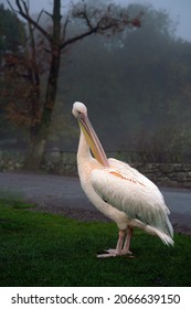 Portrait Of Great White Pelican On The Grass On Hazy Autumn Day